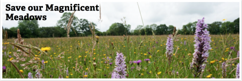 Somerset Wildlife Trust – Save our Magnificent meadows