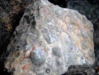 Fossils at Westbury Quarry, Mendip Hills AONB