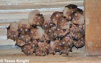 A maternity colony of lesser horseshoe bats.