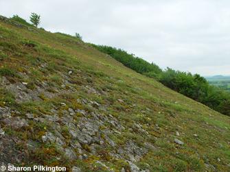 Thin limestone soils Crook Peak