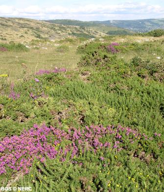 An area of limestone heath on the south-east ridge of Crook Peak. Here, lime-hating plants such as ling and western gorse thrive on leached acidic mineral soils developed on limestone bedrock. Limestone heath is a term used to describe the heathland veget