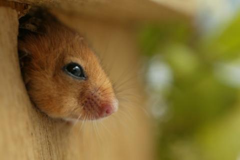 Dormouse