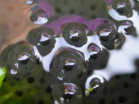 Frogspawn