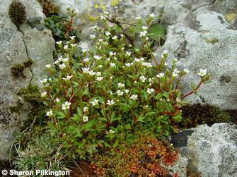 Rue-leaved saxifrage Saxifraga tridactylites, a common inhabitant of rocky crags. Photo. Sharon Pilkington.