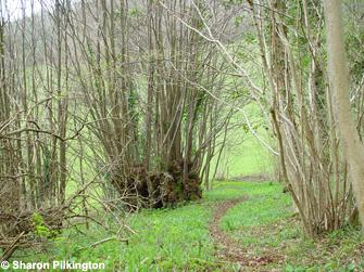 Coppice stools of Small leaved lime Tilia cordata, Big Stoke Wood, Rodney Stoke