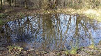 Dew pond Burrington Ham. Mendip Hills AONB