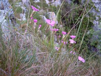 Cheddar Pinks