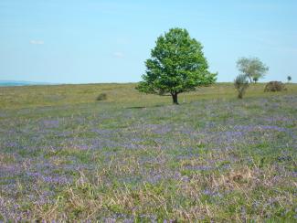 Bluebells on Black Down, Mendip Hills AONB