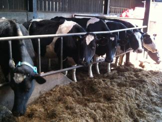 Dairy farm Mendip Hills AONB