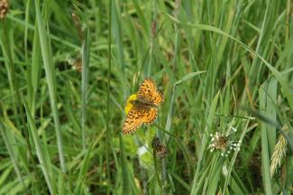 Pearl Bordered Fritillary