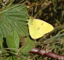 Clouded Yellow Butterfly, credit Mendip Hills AONB